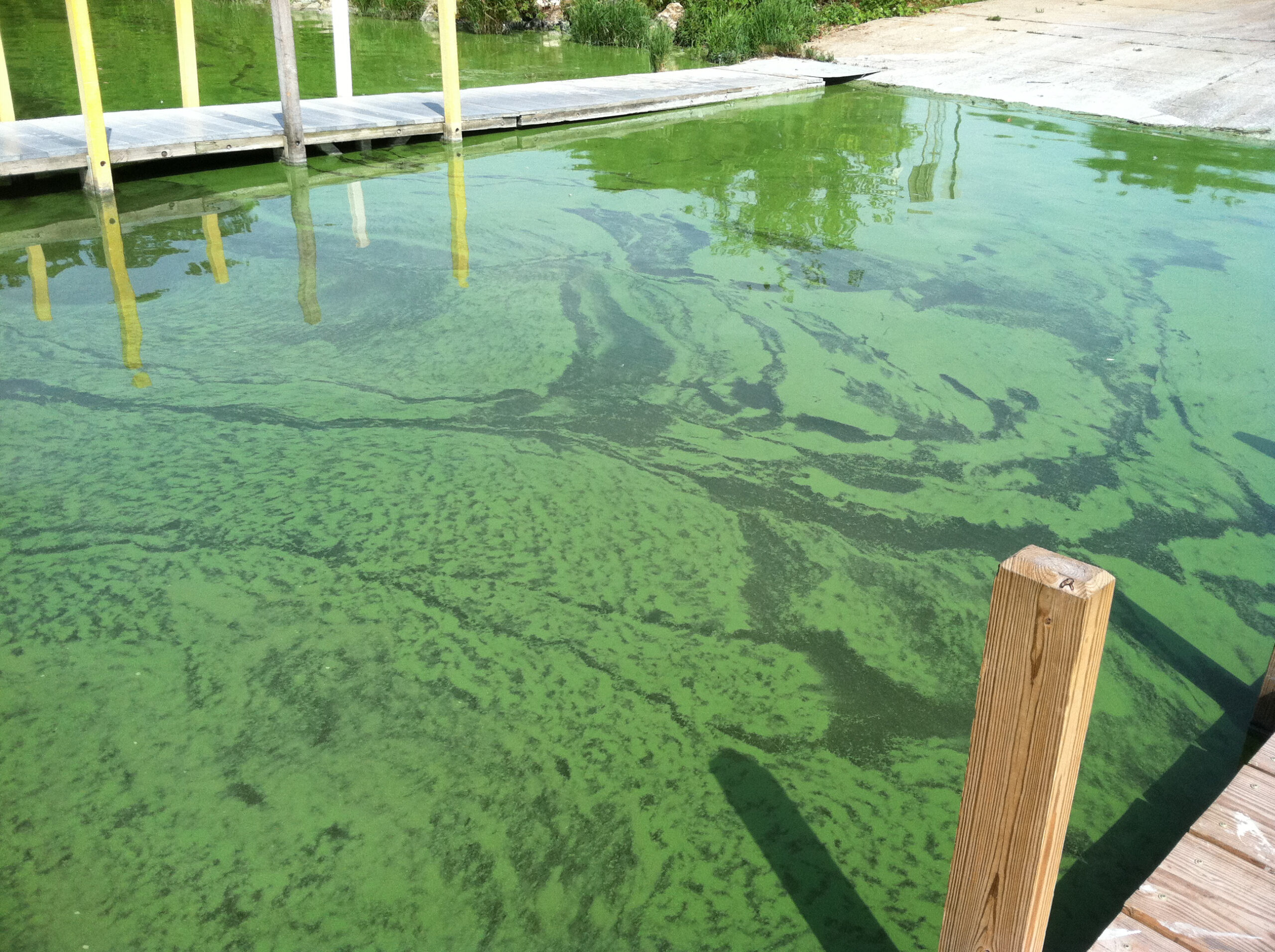 Groups: Michigan Plan Insufficient to Combat Harmful Algal Blooms