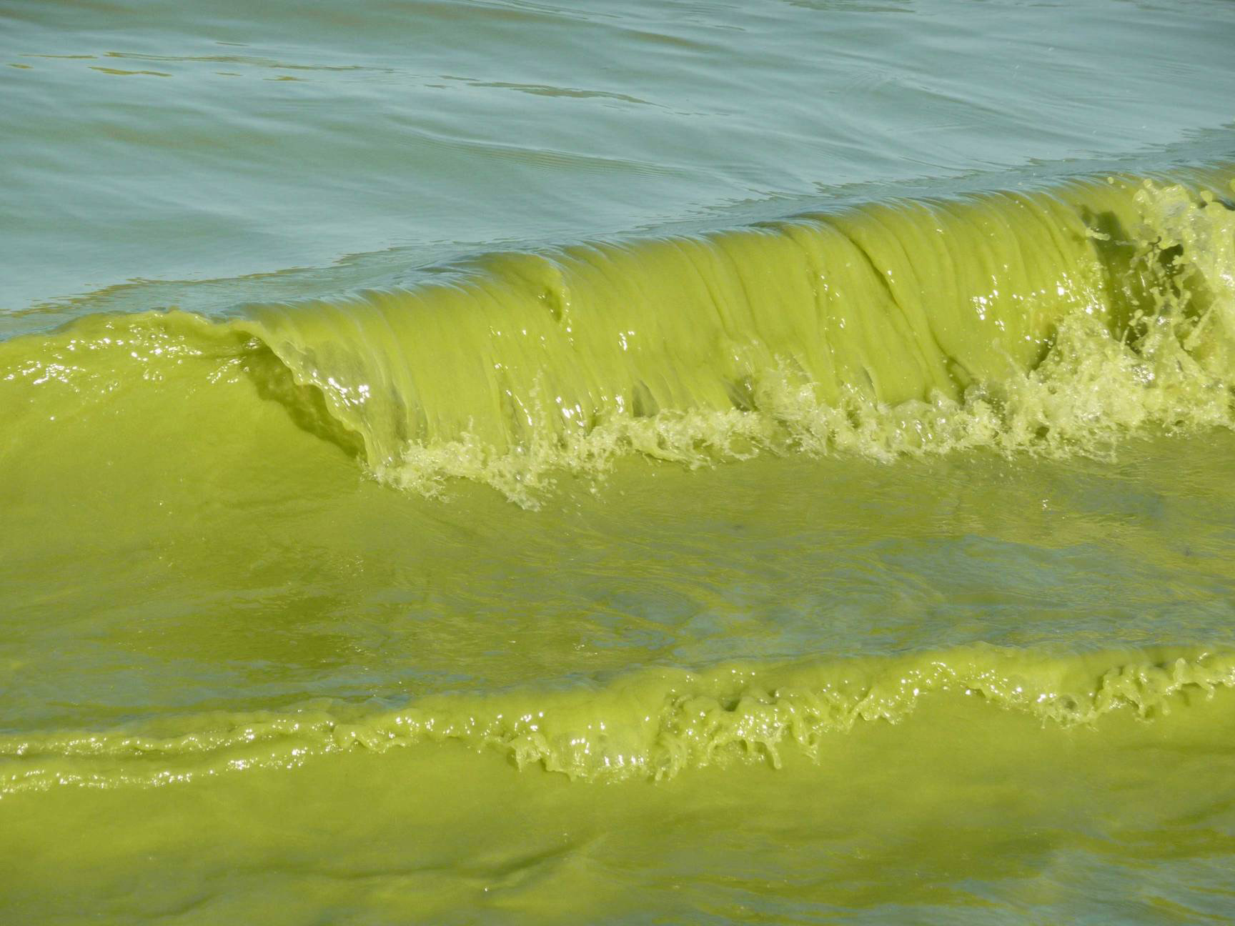 Conservation Community Responds to NOAA’s Lake Erie Algae Bloom Forecast
